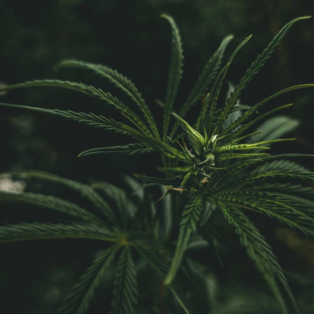 Hemp processing hemp plant