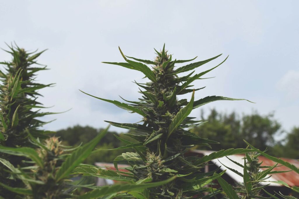 Bulk hemp manufacturing, hemp farm