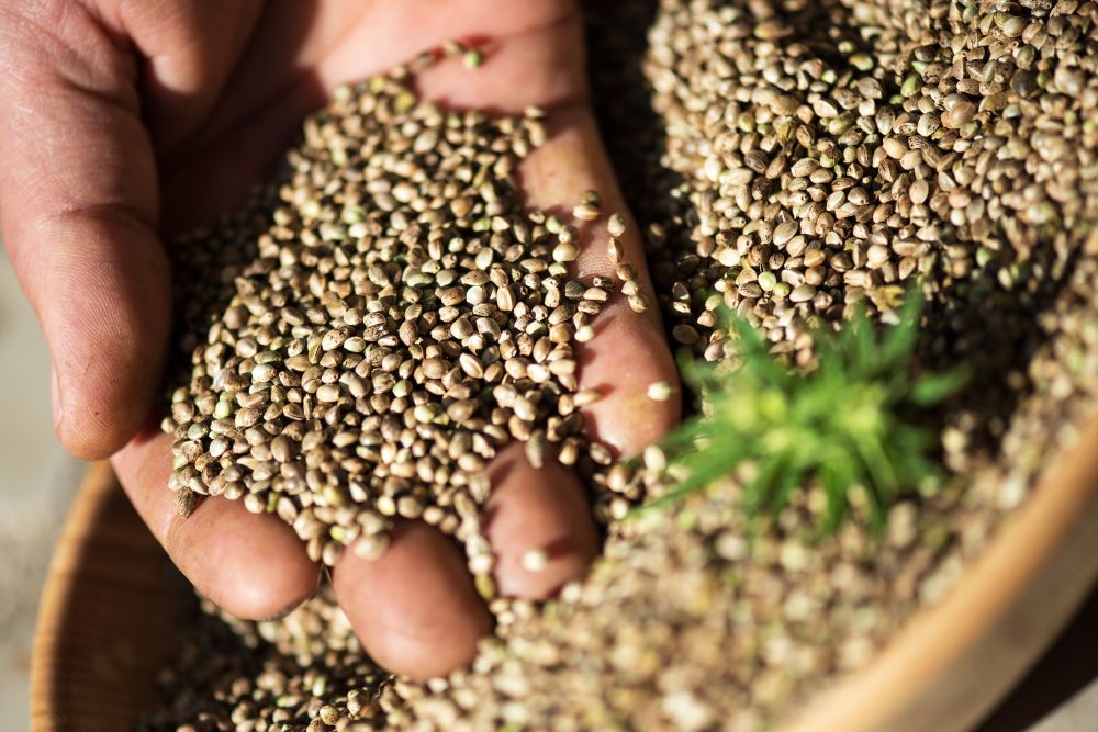 Premium hemp seeds
